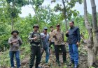 Perhutani Bondowoso Verifikasi Lapangan di Kawasan Hutan BKPH Panarukan