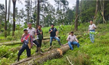 Cek Kesiapan Sarana Produksi, Perhutani Bondowoso Optimalkan Produksi Kayu dan Getah Pinus