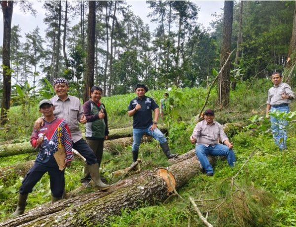 Cek Kesiapan Sarana Produksi, Perhutani Bondowoso Optimalkan Produksi Kayu dan Getah Pinus